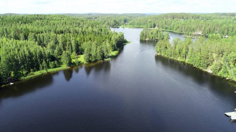 green trees near body of water